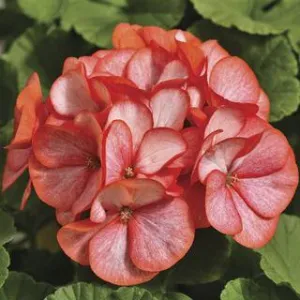 Geranium Maverick Scarlet Picotee Flower Seeds