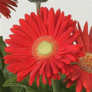 Gerbera Mega Revolution Bright Red Flower Seeds