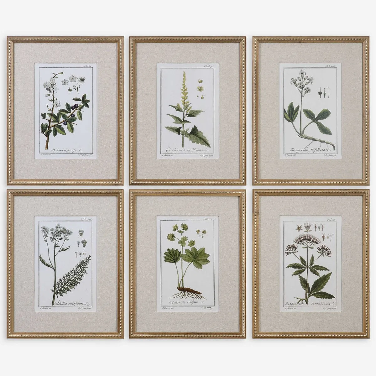 Green Floral Botanical Study Prints Set of 6