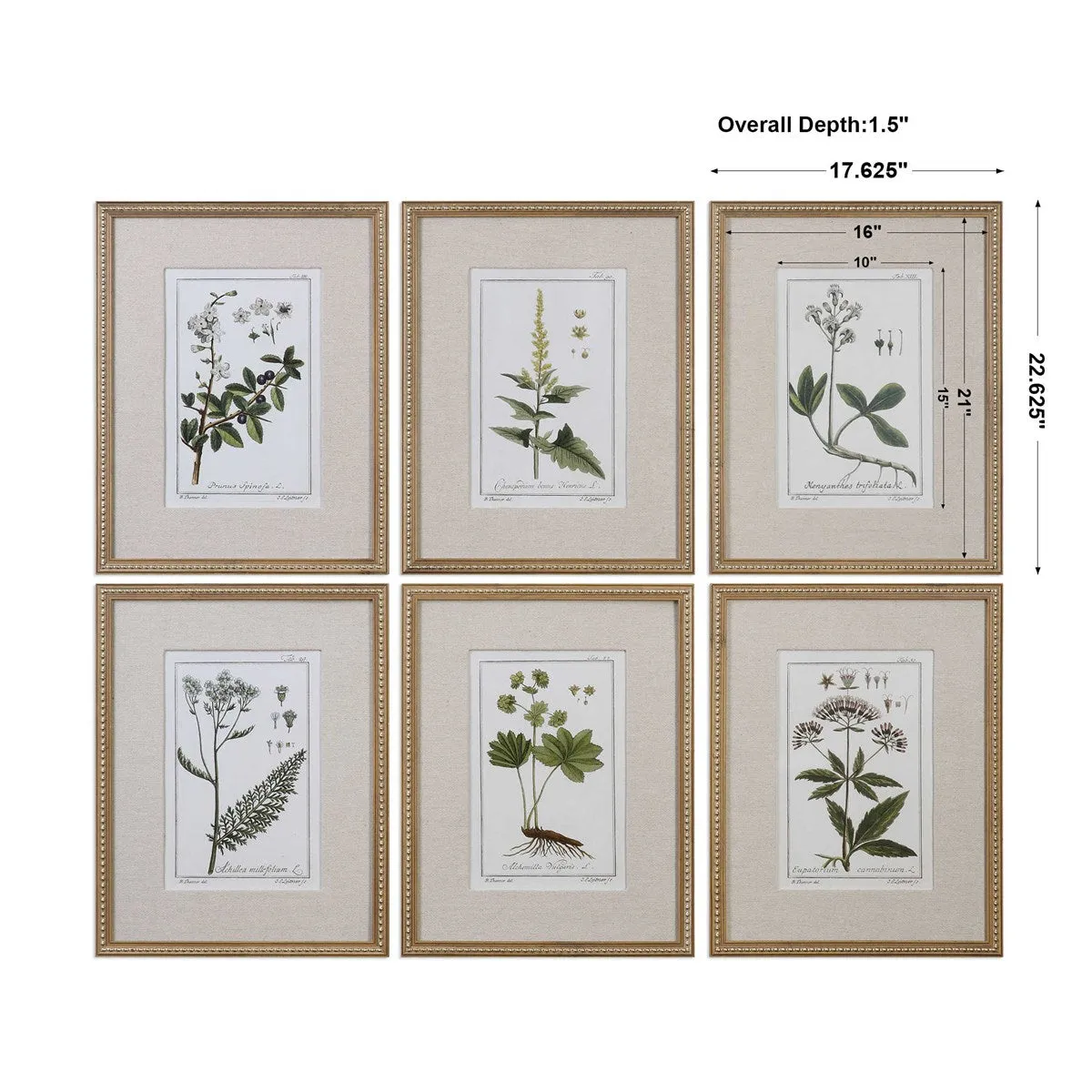 Green Floral Botanical Study Prints Set of 6