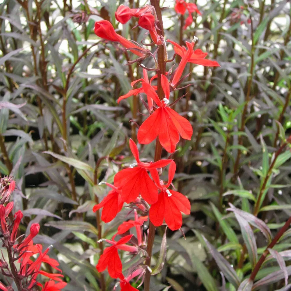 Lobelia Fulgens Queen Victoria Aquatic Pond Plant - Queen Victoria Flower