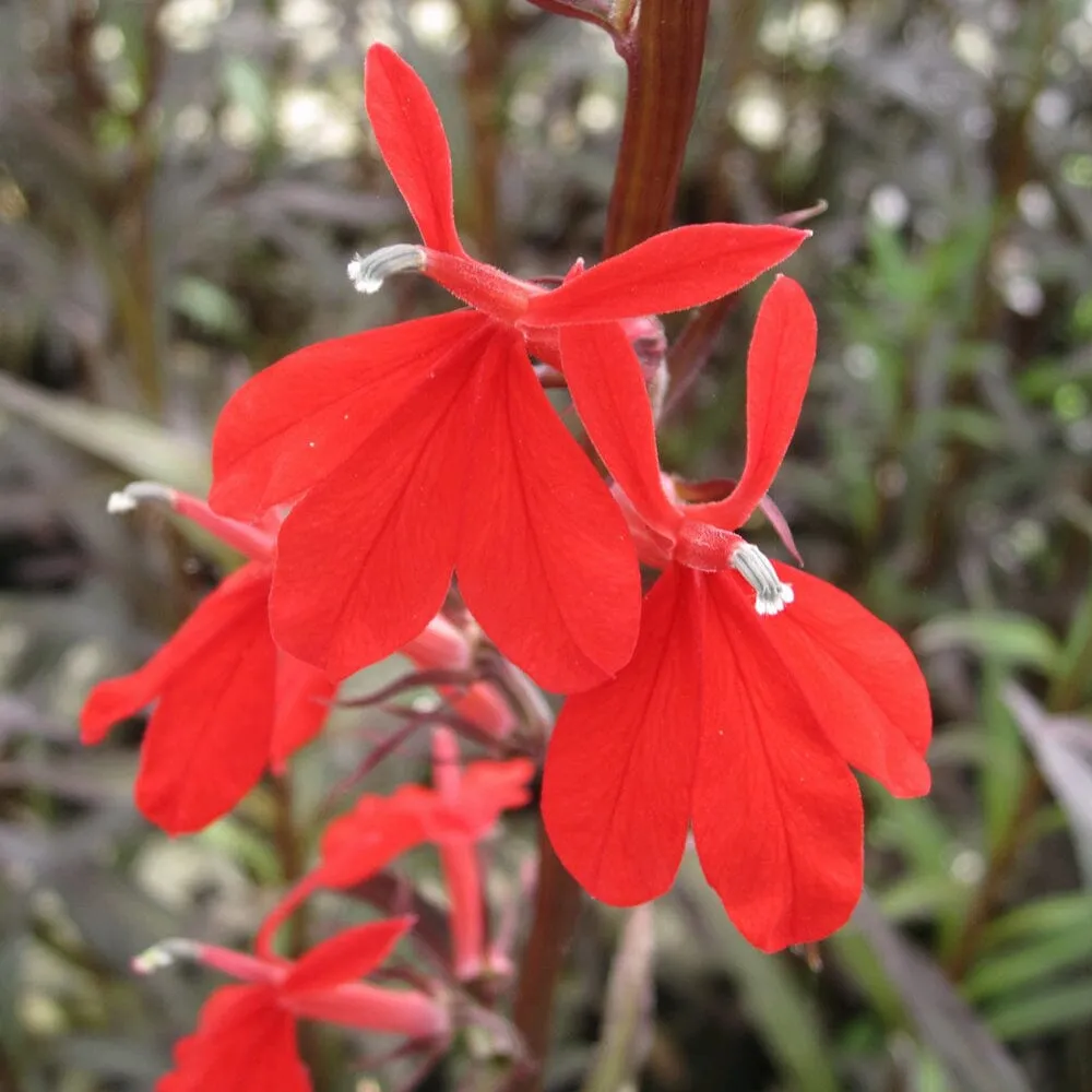 Lobelia Fulgens Queen Victoria Aquatic Pond Plant - Queen Victoria Flower