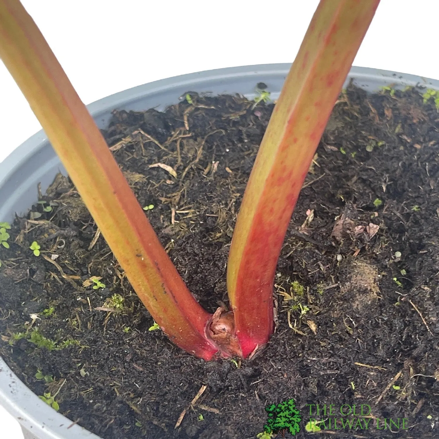 Rhubarb 'Red Champagne' 3Ltr Pot