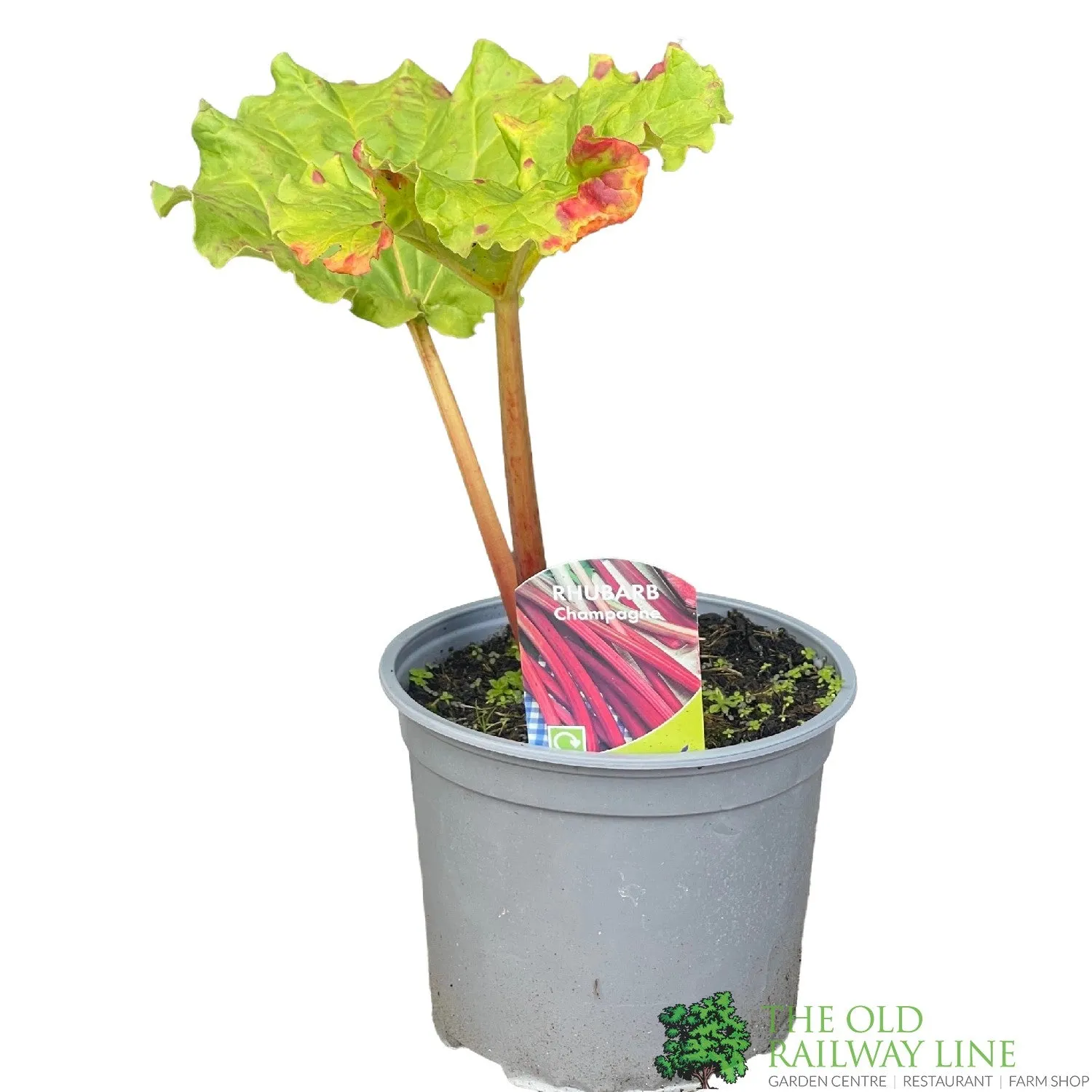 Rhubarb 'Red Champagne' 3Ltr Pot